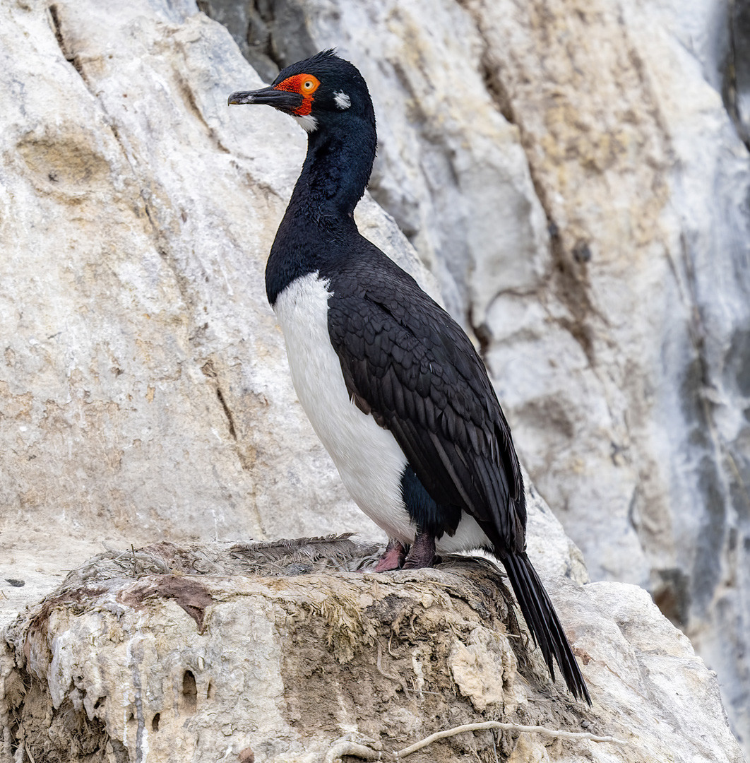 image Magellanic Cormorant